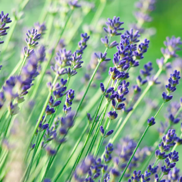 Water Ripple Texture