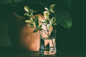 Pure Essential Oils Canada: Curating Botanical Purity