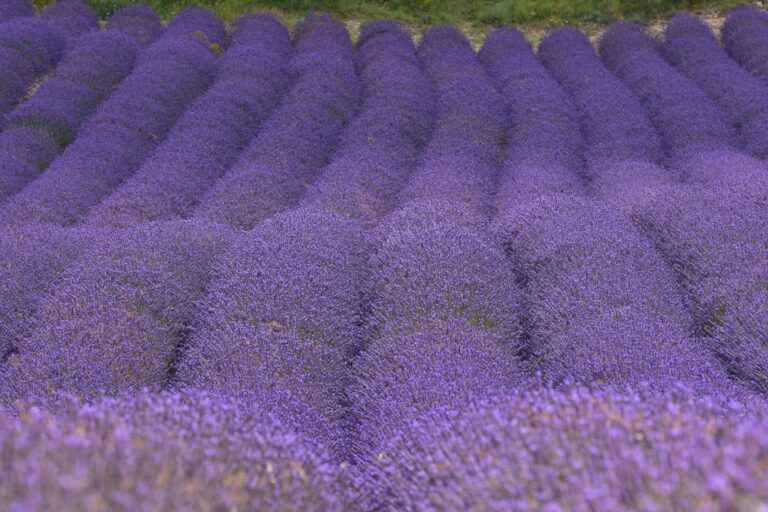 Calming French Lavender Oil: A Clean Sanctuary for Your Home - monochrome lavender spa