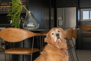 Essential Oils Safe for Dogs: Curating a Clean Sanctuary